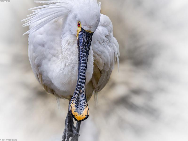 Mastering Web Design